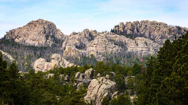 are dogs allowed in black hills national forest