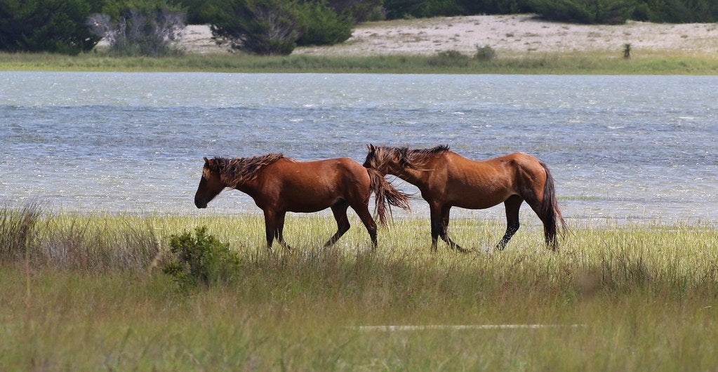 Rachel Carson Reserve