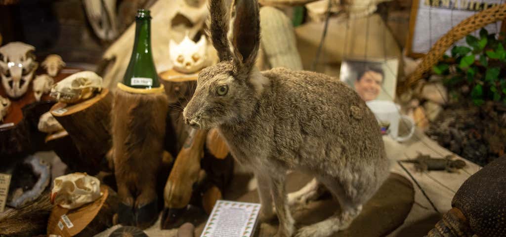 Photo of TAXIDERMY HALL OF FAME OF NC/ANTIQUE TOOL MUSEUM/CREATION MUSEUM