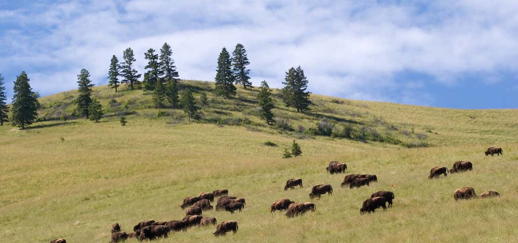 Photo of National Bison Range
