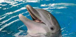 Dolphins Plus - Key Largo