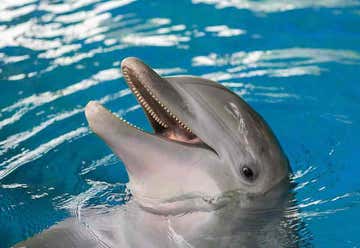 Photo of Dolphins Plus - Key Largo