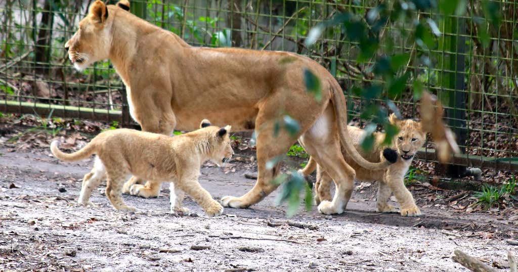 Jacksonville Zoo & Gardens, Jacksonville | Roadtrippers