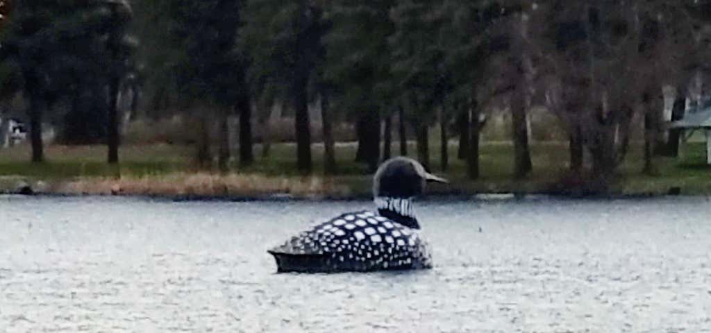 Photo of Giant Loon