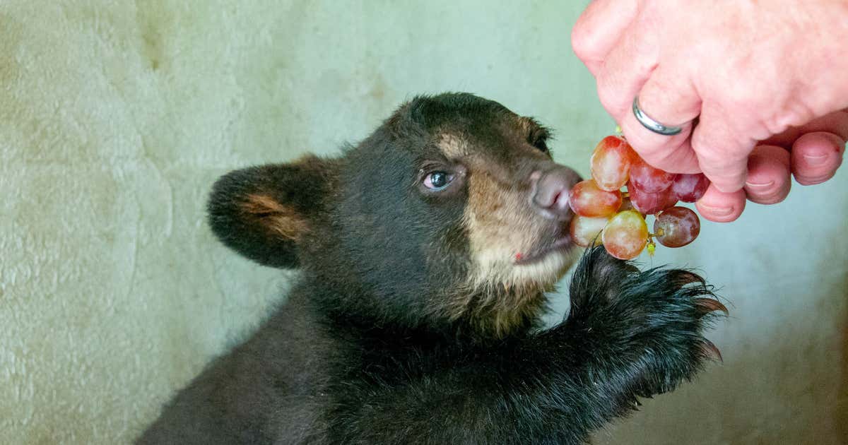 Why the West Virginia Wildlife Center in French Creek is Still the State’s Best Kept Secret