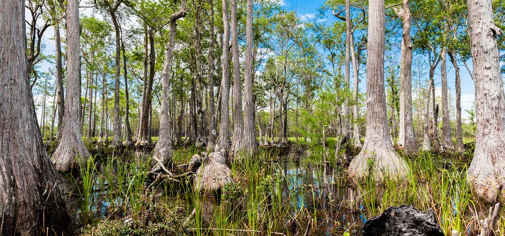 Photo of Apalachicola National Forest