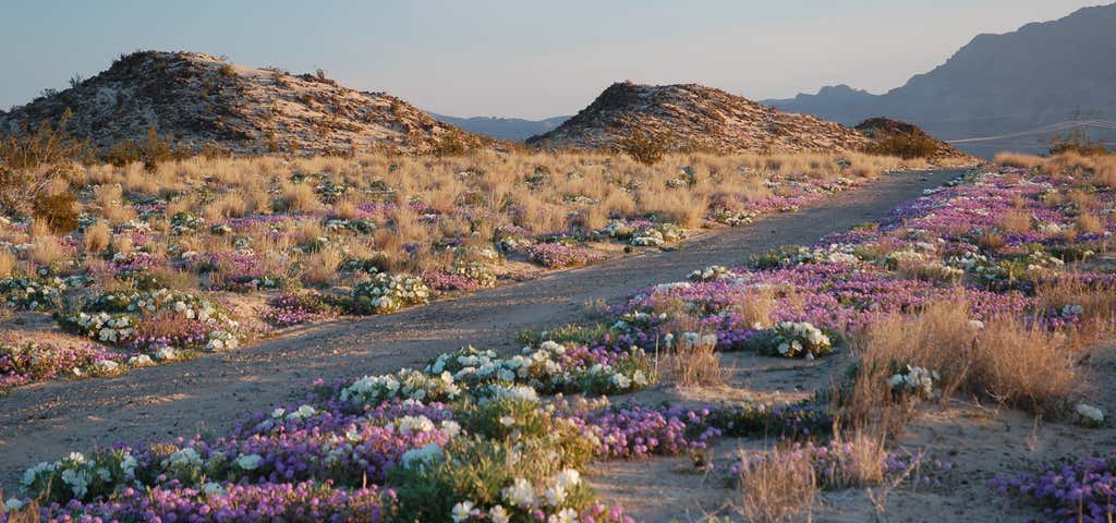 Photo of Mojave