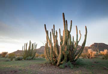 Photo of Organ Pipe Cactus