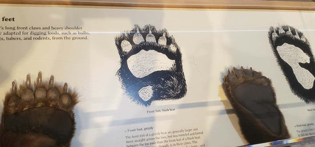 Photo of Grizzly and Wolf Discovery Center