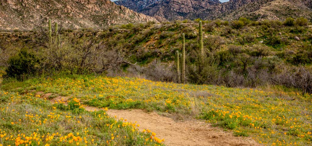 Photo of Catalina State Park