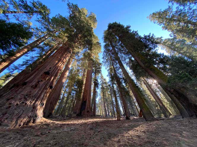 Photo of Sequoia National Park | Roadtrippers