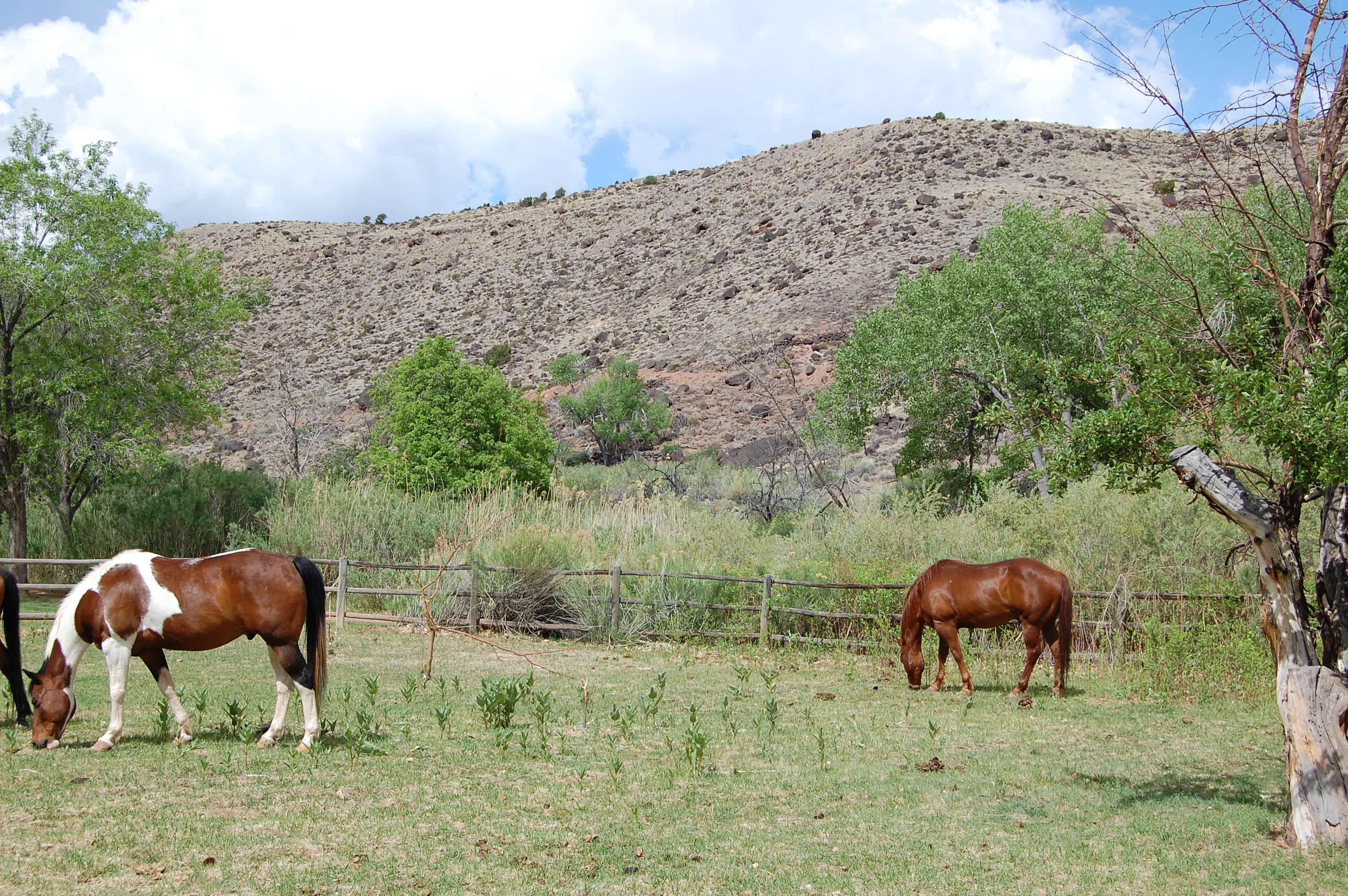 Horses in the paddock behind the Gifford place.