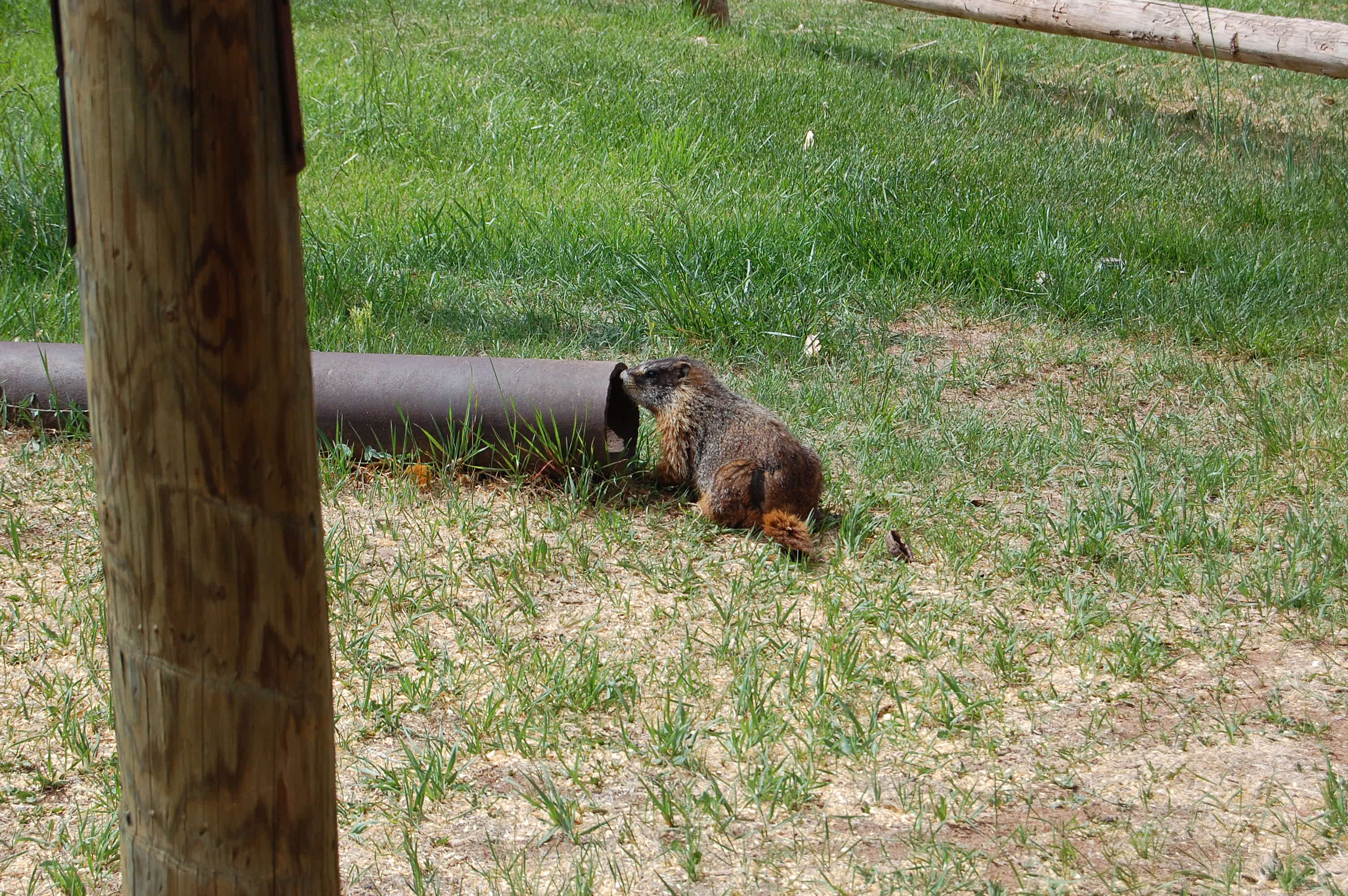 Marmots scampering around the yard at the Gifford Homestead.