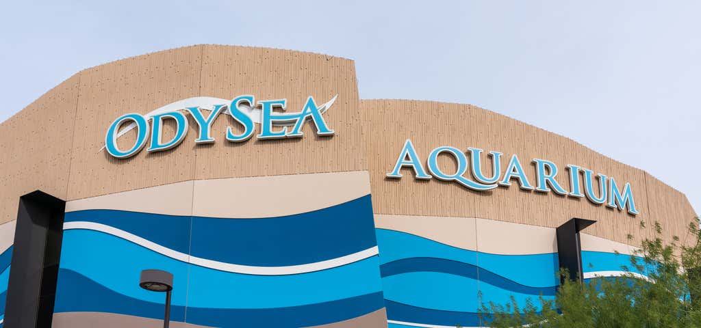 Photo of OdySea Aquarium
