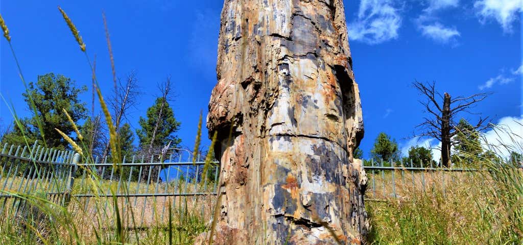 Photo of Petrified Tree