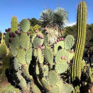 The Arizona Cactus Garden at Stanford University