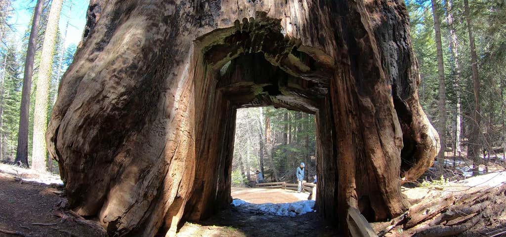 Photo of Tuolumne Grove of Giant Sequoias