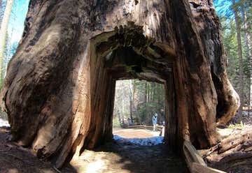 Photo of Tuolumne Grove of Giant Sequoias