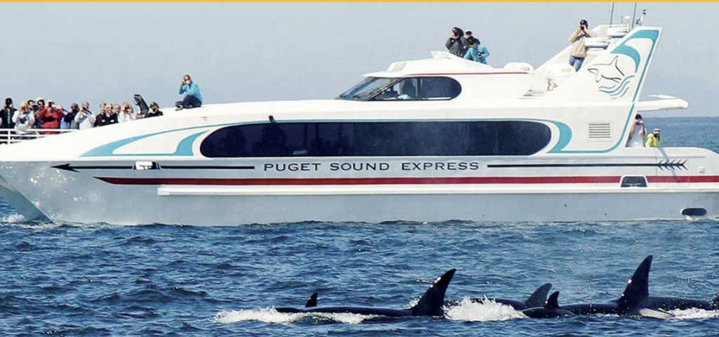 Photo of Puget Sound Express Whale Watching