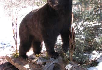 Photo of Mountainaire Taxidermy