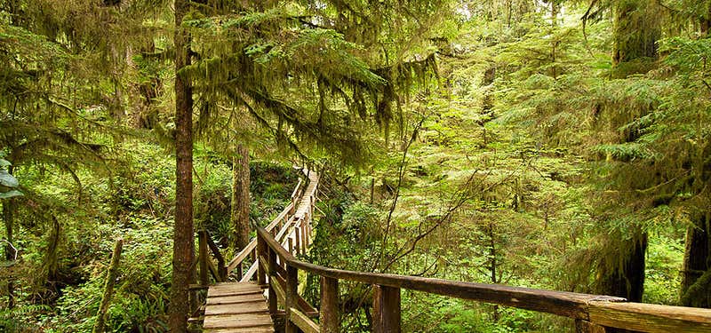 Photo of Rainforest Trail