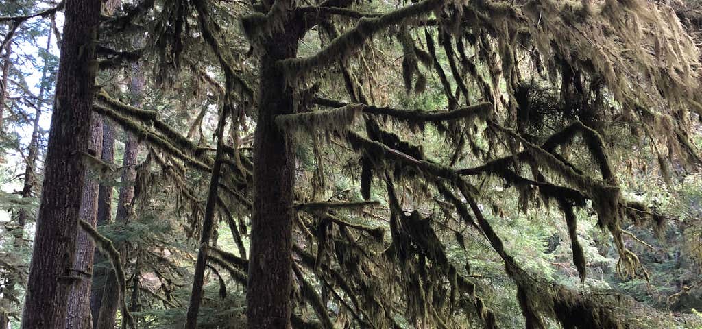 Photo of Olympic National Forest