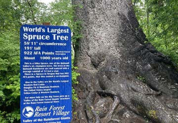 Photo of Quinault Big Spruce Tree