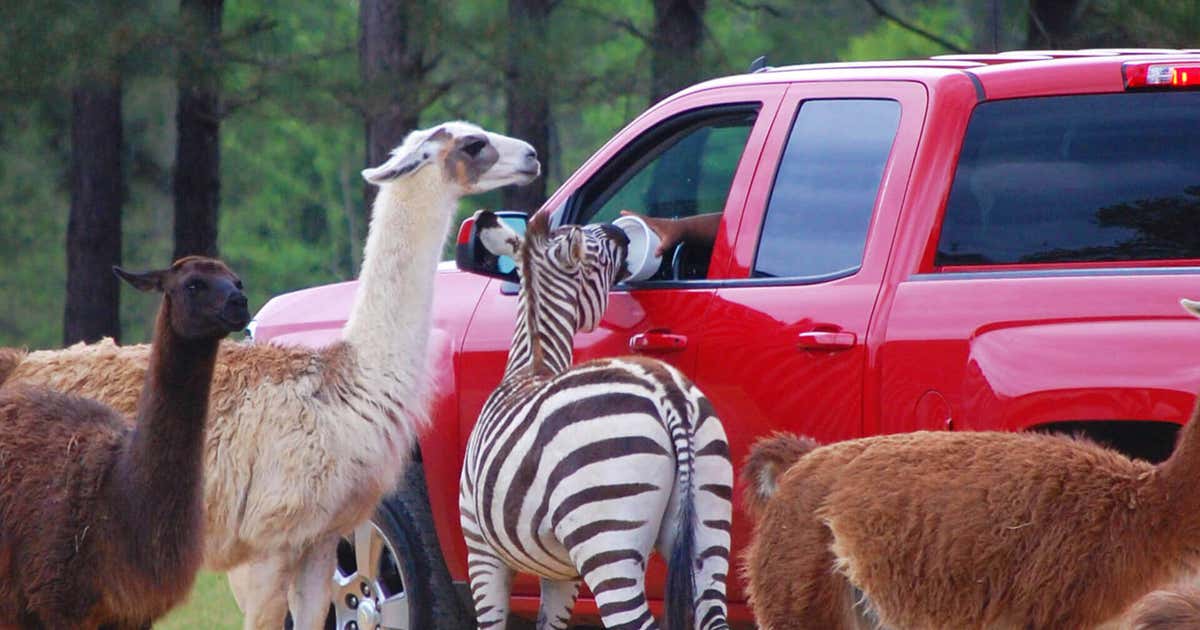 Alabama Safari Park, Hope Hull Roadtrippers