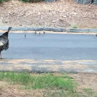 Shawme Crowell State Forest Campground