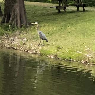 Cypress Lake Reserve Campground & RV Park