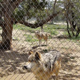 Wild Spirit Wolf Sanctuary Campground