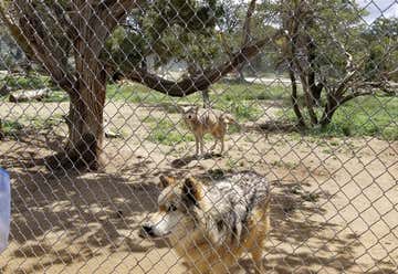 Photo of Wild Spirit Wolf Sanctuary