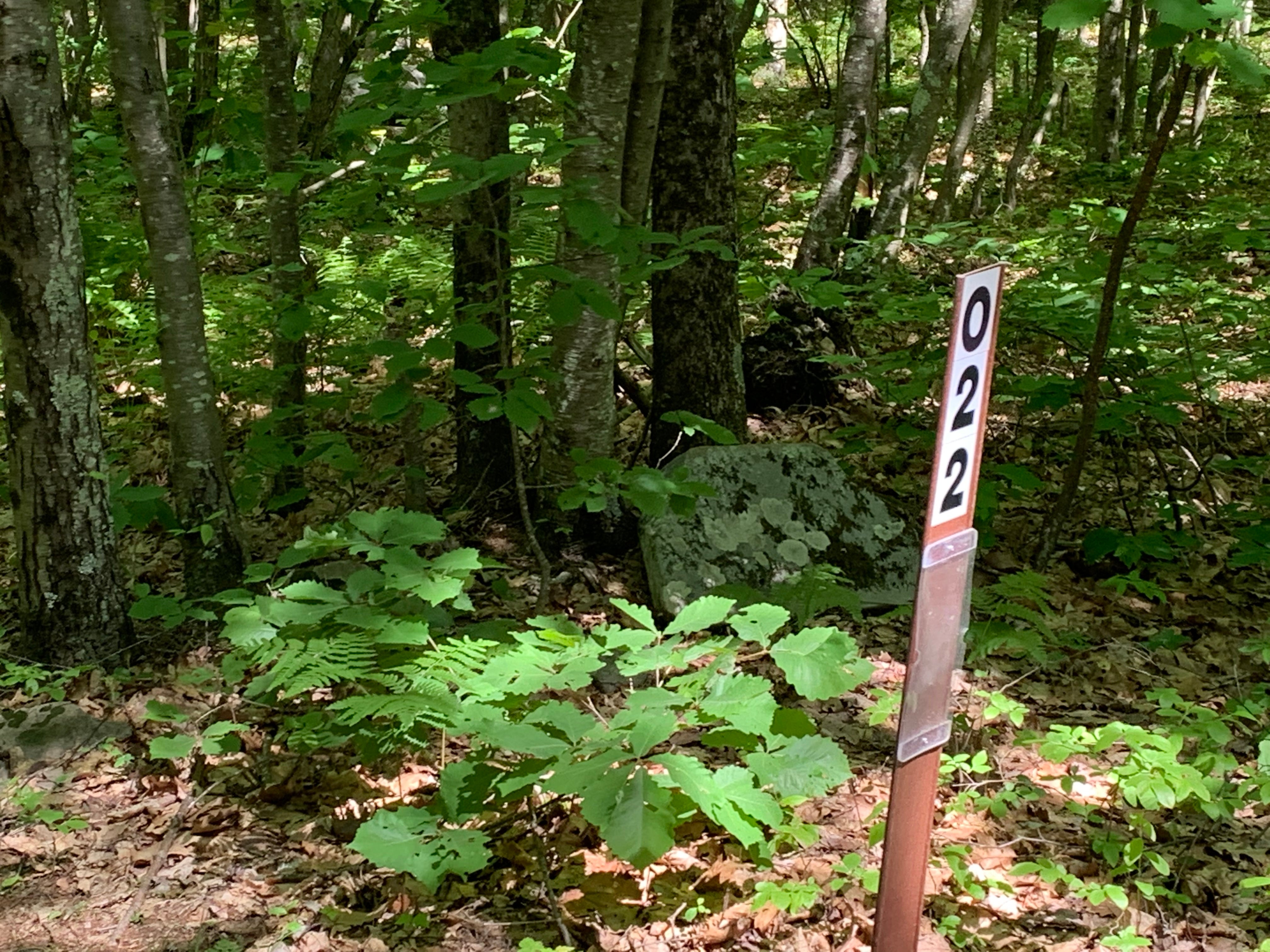 Wallowing Hole Designated Dispersed Campsite 22, Milford | Campendium