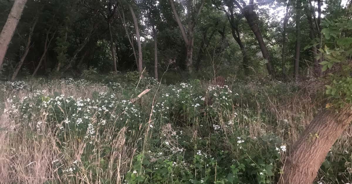 A.C. Nelson Camping Area 1, Louisville | Campendium