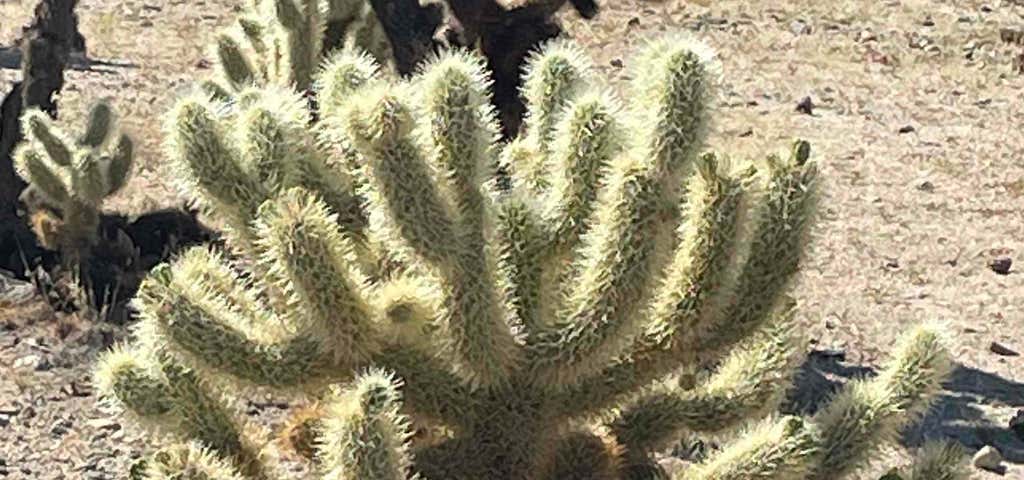 Photo of Cholla Cactus Garden, Joshua Tree National Park