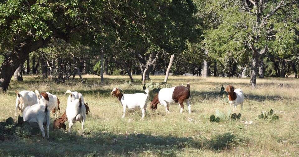 Rmj Ranch Rocking MJ Ranch Bed & Breakfast, Canyon Lake | Roadtrippers
