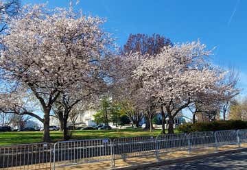 Photo of The Capitol, The Mall, Cherry Blossoms
