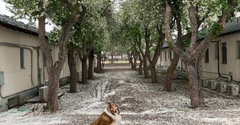 Scott Shady Court Motel Winnemucca Roadtrippers