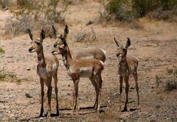 Photo of Kofa National Wildlife Refuge