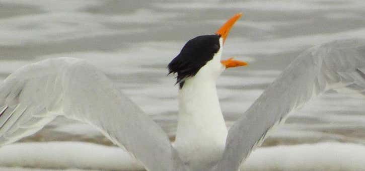 Mcfaddin National Wildlife Refuge Texas Roadtrippers