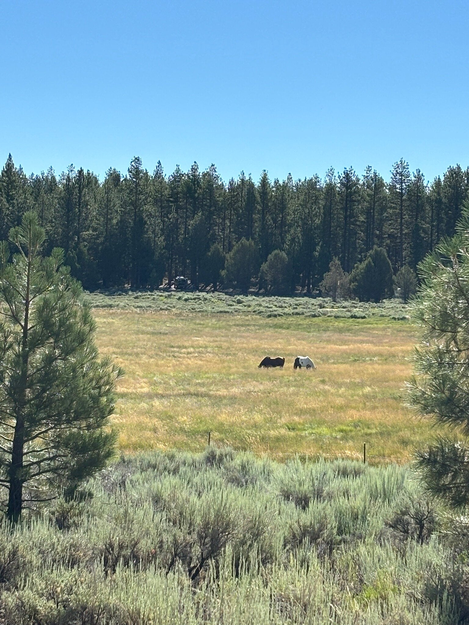 Holcomb Valley Ranch