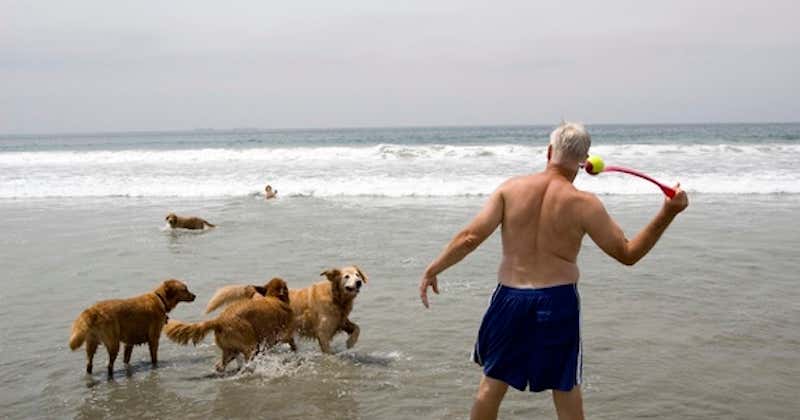 little corona del mar beach dogs