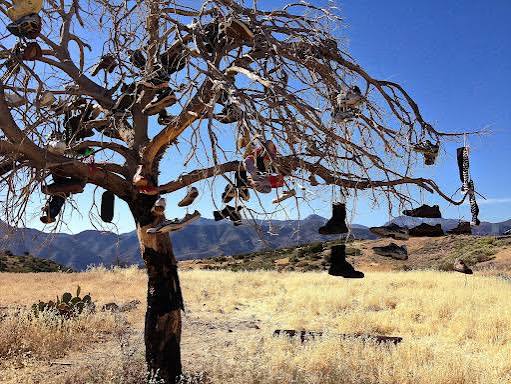 Shoe Tree