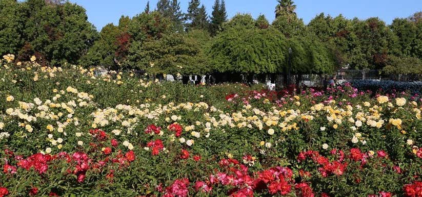 Photo of Municipal Rose Garden