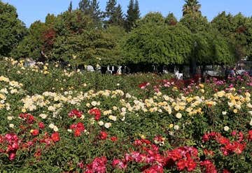Photo of Municipal Rose Garden