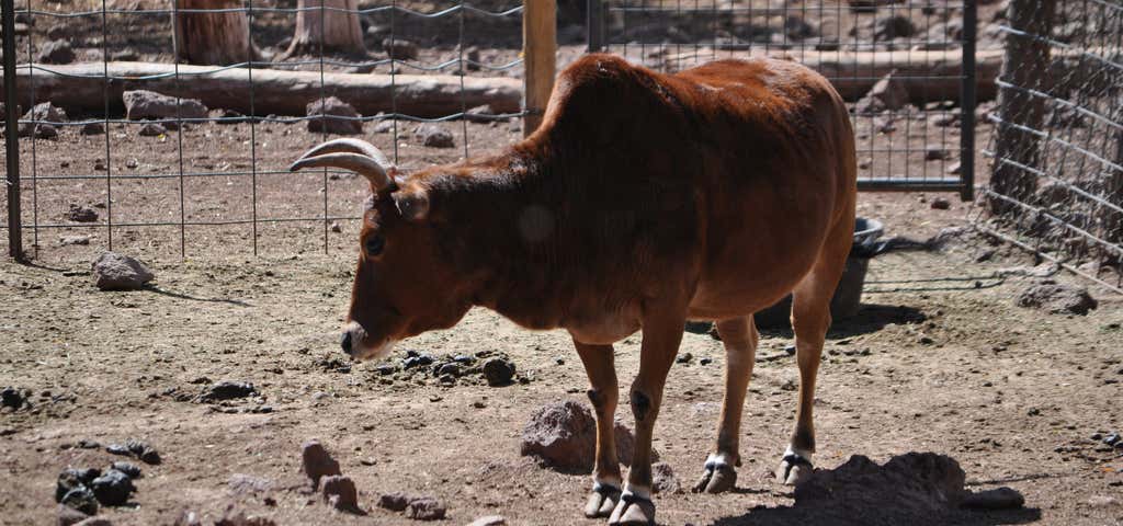 Photo of Deer Farm and Petting Zoo