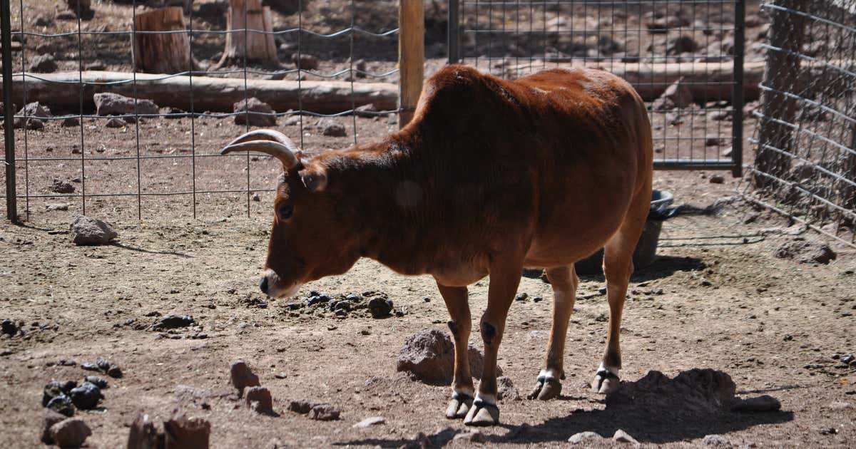 Deer Farm and Petting Zoo, Williams Roadtrippers