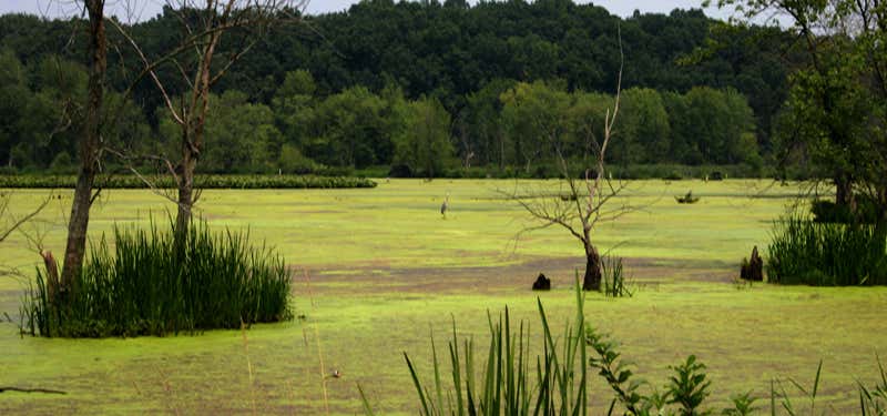 Photo of Killbuck Marsh Wilderness Area