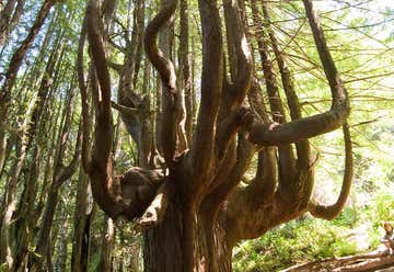 Photo of Candelabra Trees