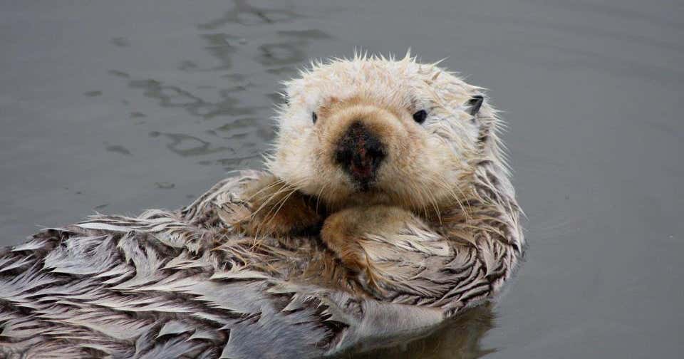 California Sea Otter Game Refuge, California Roadtrippers